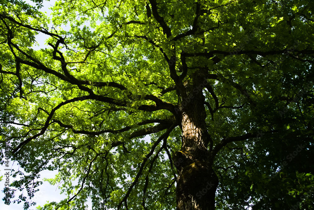 Fototapeta premium Vegetazione e alberi lungo il sentiero in Umbria
