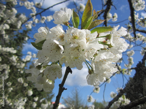 cherry tree blossom