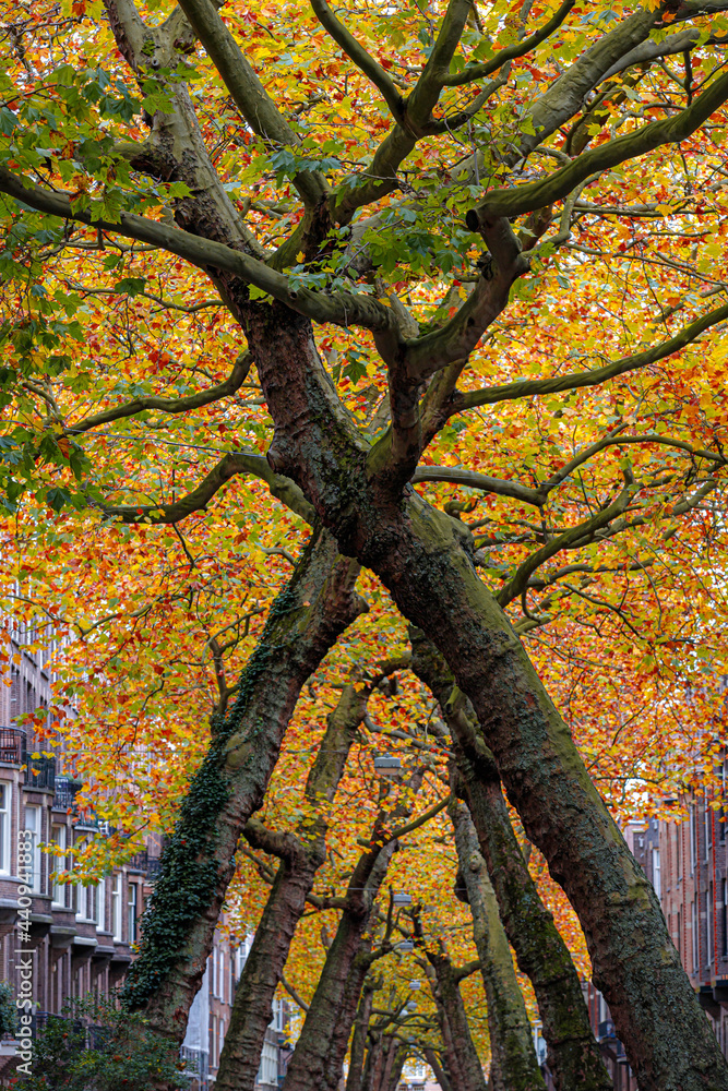Obraz premium Selective focus of the trees leaned down together in layer, Autumn cityscape with colourful yellow orange leaves above street, Blurred architecture features houses, Lomanstraat, Amsterdam, Netherlands