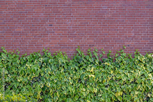 Yellow and green leaves of hedera colchica is a species of ivy covered brick wall, Beautiful tiny leaf of persian ivy vine growing and creeping on building, Abstract geometric and nature pattern.