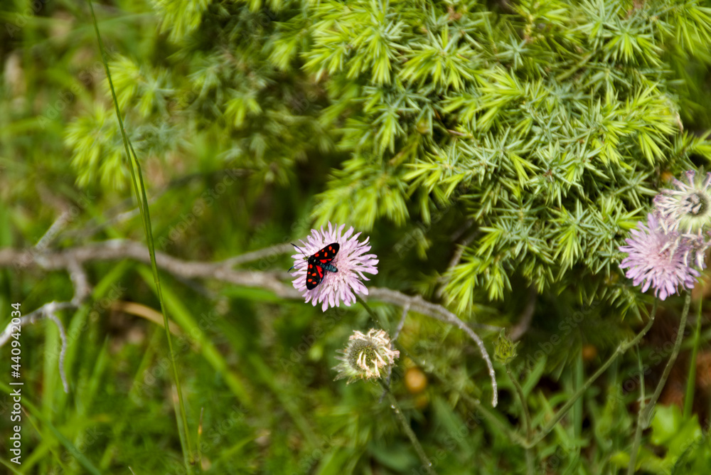 Fototapeta premium Fiori selvatici lungo il sentiero i9n Umbria
