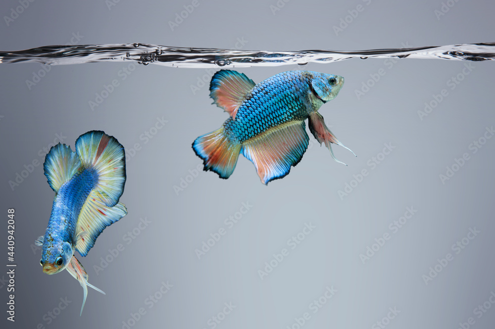 Betta fish fancy Siamese fighting fish in fish tank with clipping