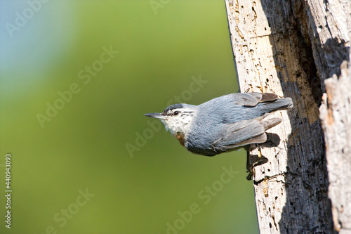 Turkse Boomklever, Krper\'s Nuthatch, Sitta krueperi photo