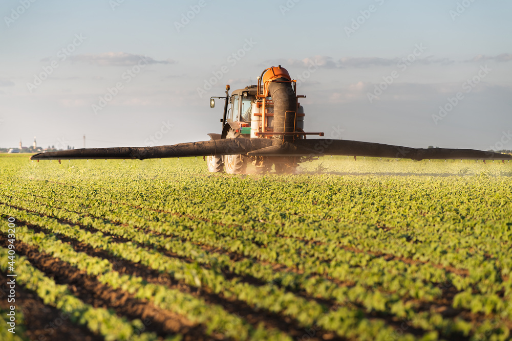 Fototapeta premium Tractor spraying soy field in sunset.
