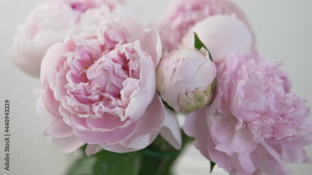 Close-up slow-motion shoot, bouquet of pink peonies, petals swaying from the wind Close-up slow-motion shoot, bouquet of pink peonies, petals swaying from the wind
