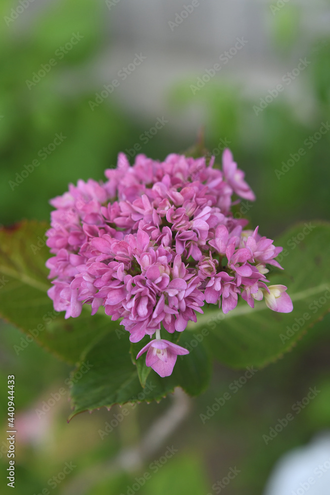 紫陽花の花