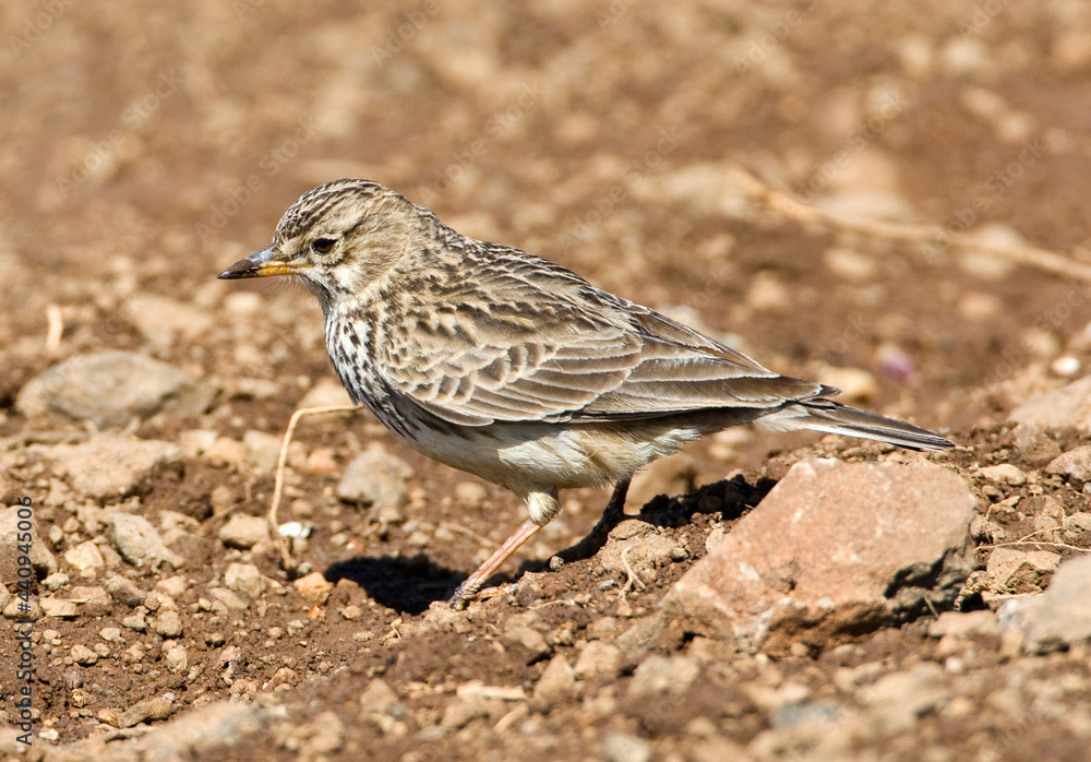 Fototapeta premium Grootsnavelleeuwerik, Large-billed Lark, Galerida magnirostris
