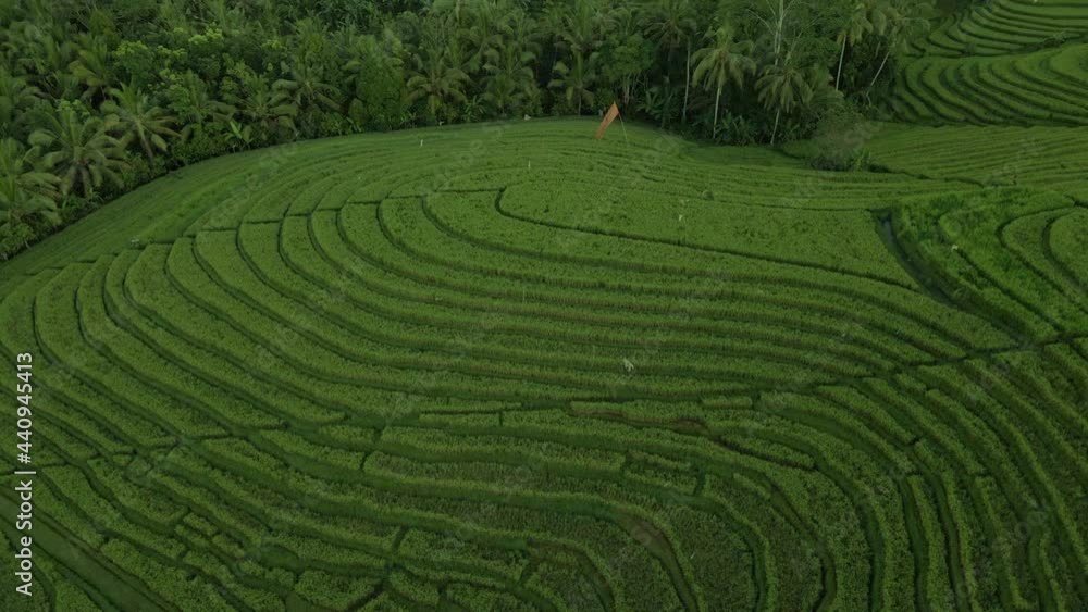 Scenic Terraced Rice Fields In Bali, Indonesia At Daytime - aerial shot Scenic Terraced Rice Fields In Bali, Indonesia At Daytime - aerial shot