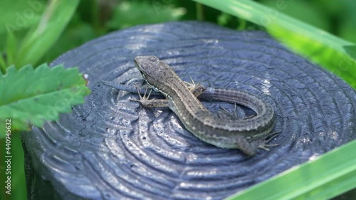 Japanese Grass Lizard (Takydromus Tachydromoides) Resting On A Wildlife Park In Tokyo, Japan. - High Angle Shot photo