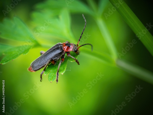 Soldier beetle aka Cantharis rustica on defocussed green habitat background.