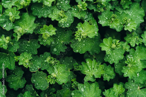 Leaves with water drops on them