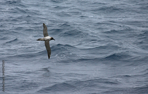 Light-mantled Sooty Albatross, Roetkopalbatros, Phoebetria palpebrata photo