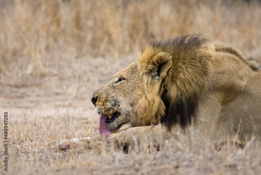 Afrikaanse Leeuw, African Lion, Panthera leo Afrikaanse Leeuw, African Lion, Panthera leo