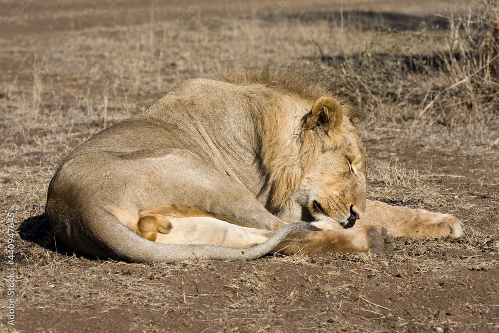 Fototapeta premium Afrikaanse Leeuw, African Lion, Panthera leo