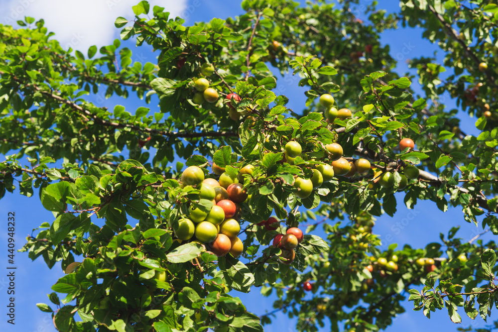 Plum tree branches with green and ripe fruit.