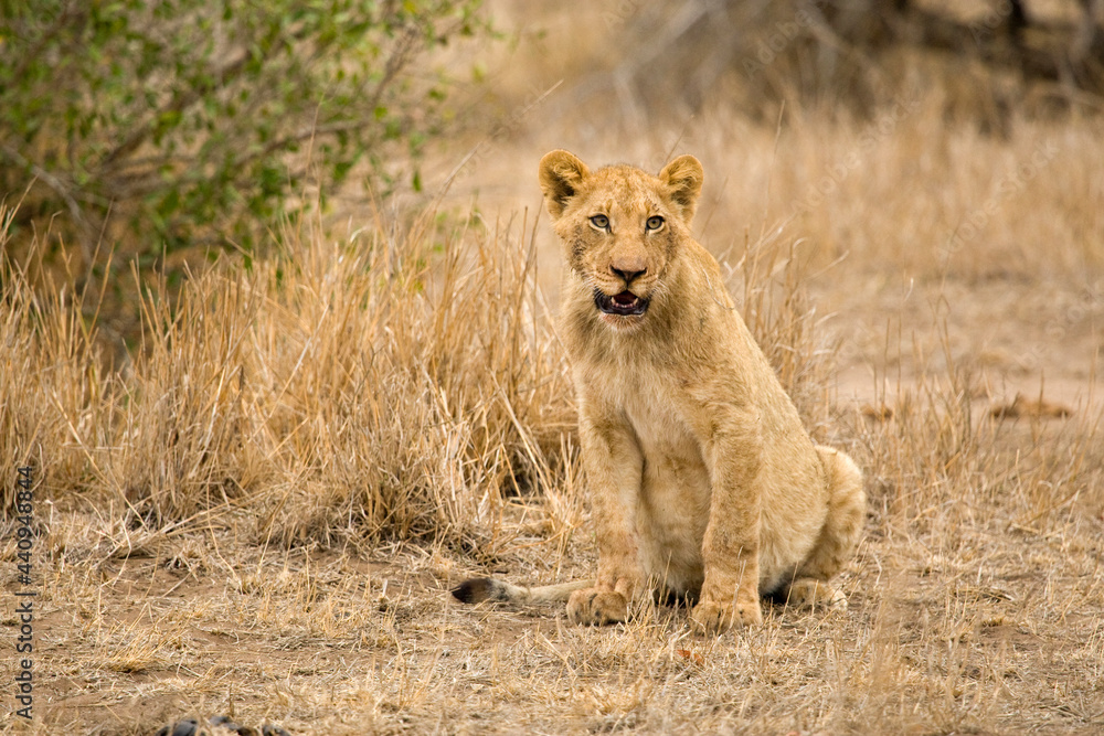 Afrikaanse Leeuw, African Lion, Panthera leo Afrikaanse Leeuw, African Lion, Panthera leo