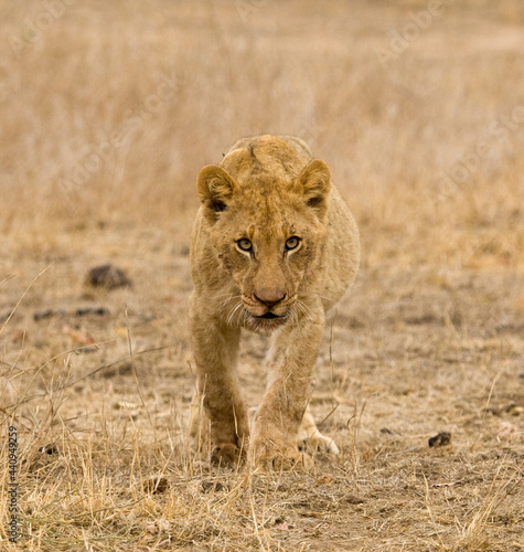 Afrikaanse Leeuw, African Lion, Panthera leo photo