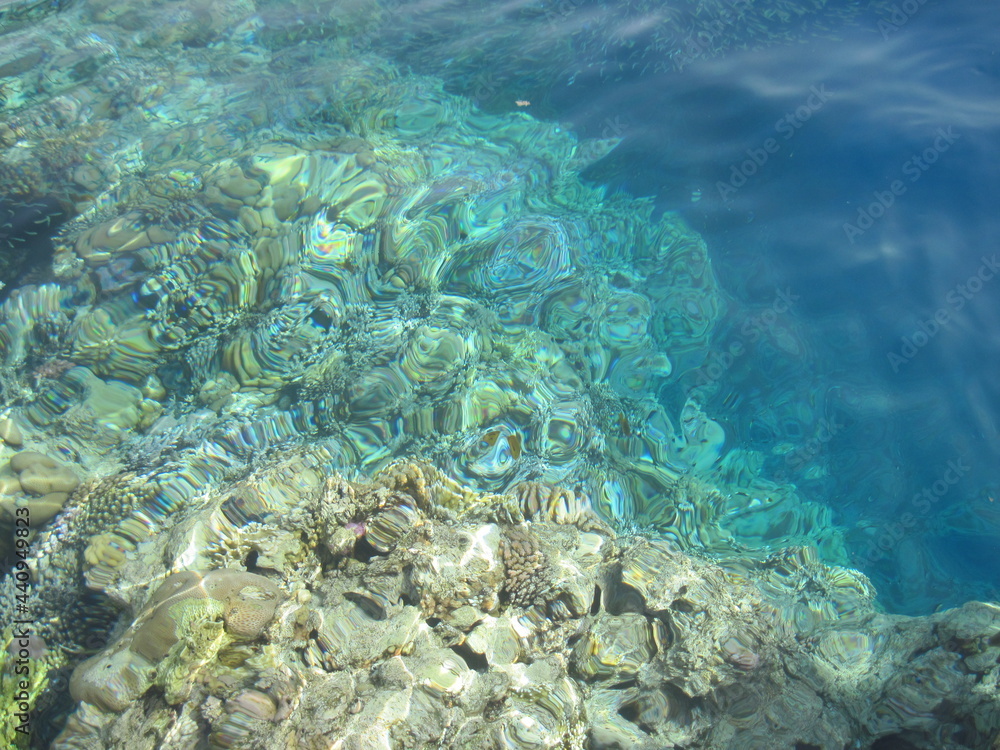 Fototapeta premium Scenic seascape with coral fish near coral reef in the Red Sea. Scuba diving in clear transparent water of the Red Sea.