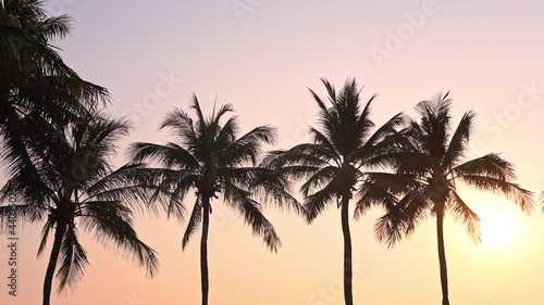 Coconut Palms Silhouette Against Golden Sunset at Miami Beach.Tops of palm trees against background of sunny sky. View of branches palms at the sunset. Summer traveling vacation and tropical concept photo
