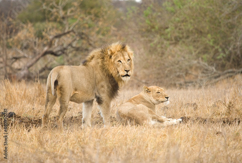 Afrikaanse Leeuw  African Lion  Panthera leo