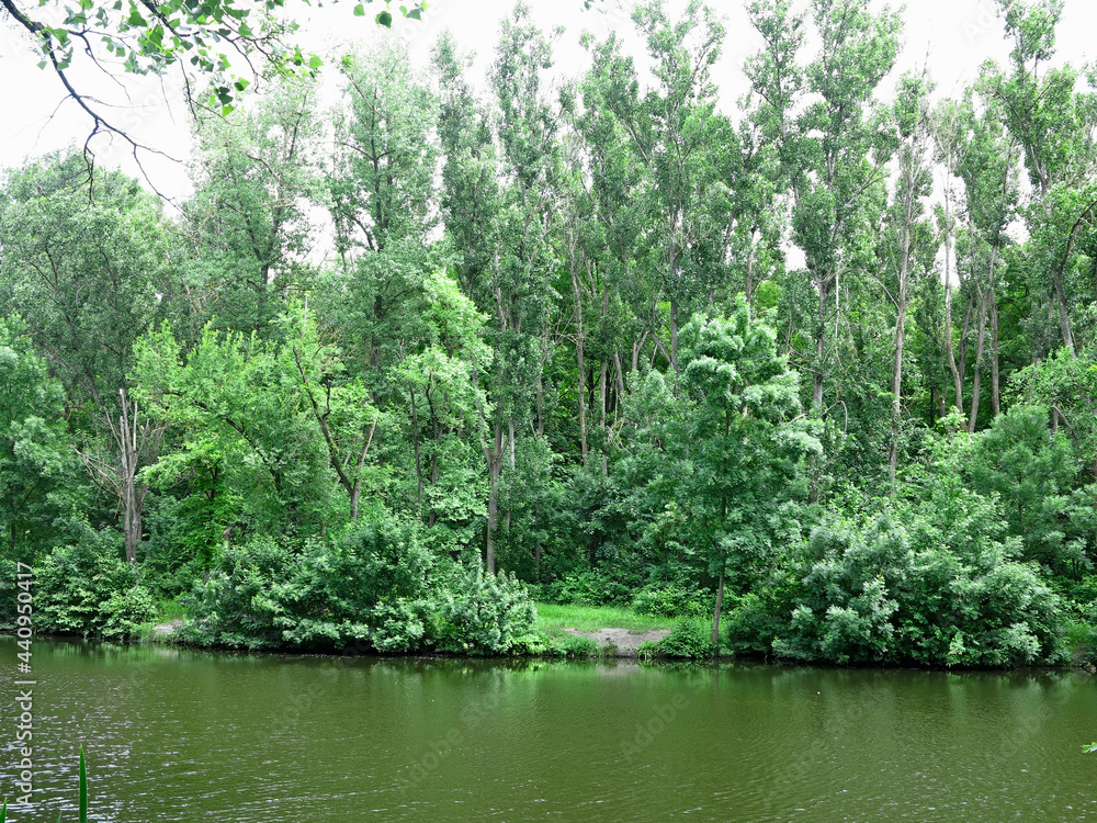 Beautiful fresh green forest tree branches over lake calm water surface Beautiful fresh green forest tree branches over lake calm water surface