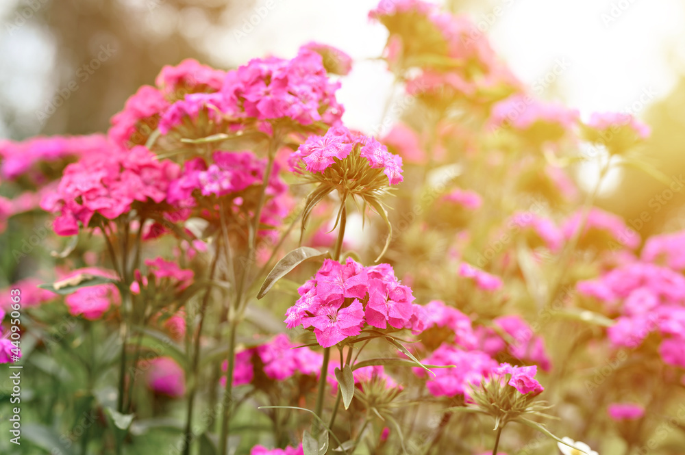 pink turkish carnation bush flower in full bloom on a background of blurred green leaves, grass and sky in the floral garden on a summer day. flare pink turkish carnation bush flower in full bloom on a background of blurred green leaves, grass and sky in the floral garden on a summer day. flare