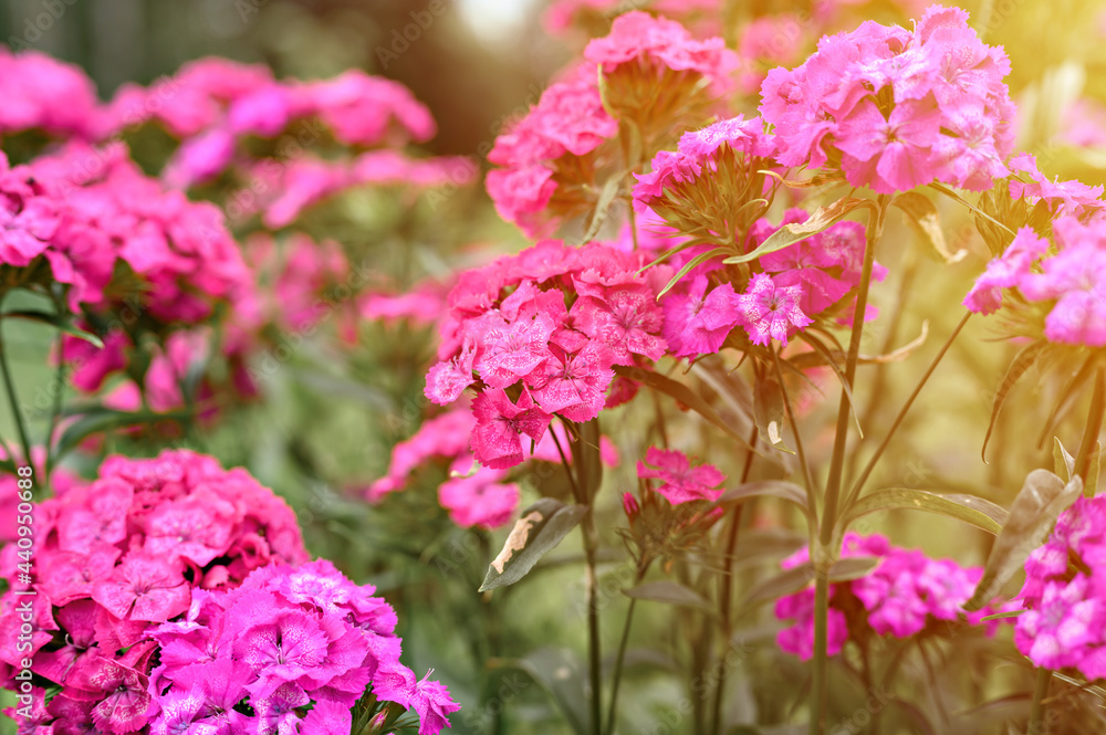 pink turkish carnation bush flower in full bloom on a background of blurred green leaves and grass in the floral garden on a summer day. flare pink turkish carnation bush flower in full bloom on a background of blurred green leaves and grass in the floral garden on a summer day. flare
