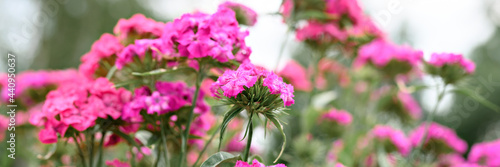 pink turkish carnation bush flower in full bloom on a background of blurred green leaves, grass and sky in the floral garden on a summer day. banner © Ksenia