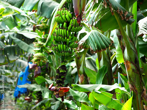 Bunches of unripe green bananas on a banana plantation in Israel