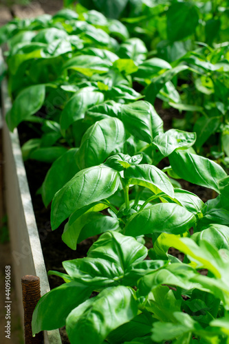 Green basil growing on garden beds. Homegrown produce photo