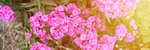 pink turkish carnation bush flower in full bloom on a background of blurred green leaves and grass in the floral garden on a summer day. top view. banner. flare