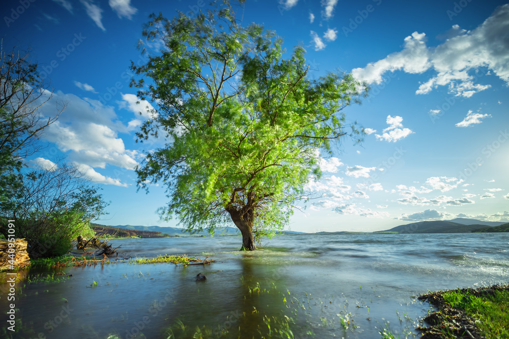 Beautiful tree inside the Lake Beautiful tree inside the Lake