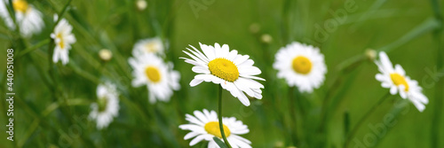 chamomile or daisy white flower bush in full bloom on a background of green leaves and grass on the field on a summer day. banner