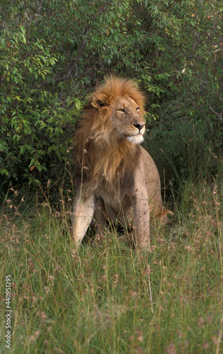 Lion  Leeuw  Panthera leo
