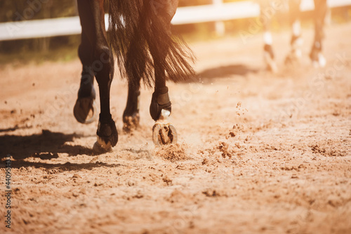 A dark bay horse gallops through the outdoor arena, its shod hooves treading the sand. Equestrian sports.