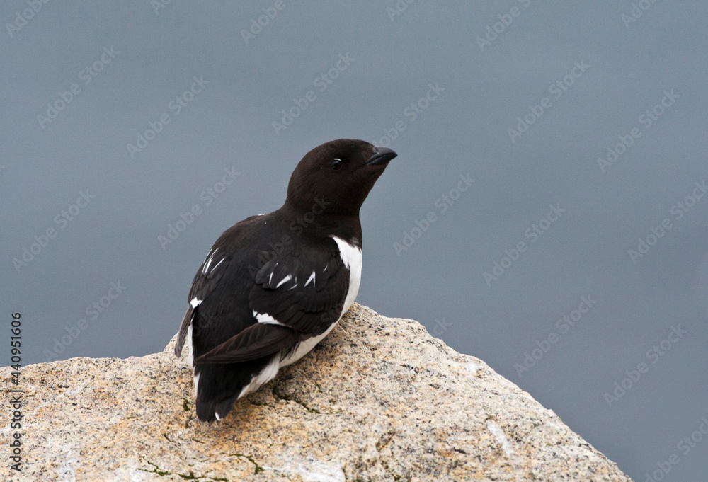 Kleine Alk, Little Auk, Alle alle Kleine Alk, Little Auk, Alle alle
