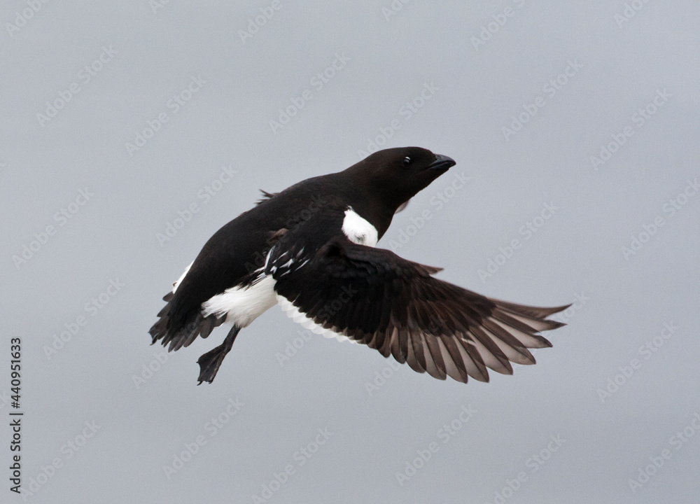 Kleine Alk, Little Auk, Alle alle