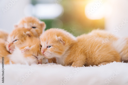 Newborn baby red cat sleeping on funny pose. Group of small cute ginger kitten. Domestic animal. Sleep and cozy nap time. Comfortable pets sleep at cozy home. Selective focus © olenap