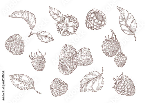 Set of engraving monochrome drawings of raspberry. Flat vector berry illustration. Collection of vintage berries with etching leaves isolated in white background. Berry, plant, nature, food concept