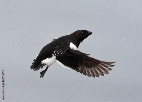 Obraz na płótnie Kleine Alk, Little Auk, Alle alle w salonie
