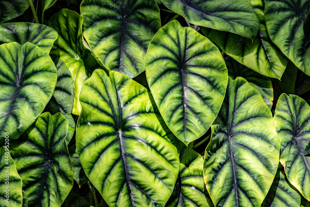 Green foliage plant texture background