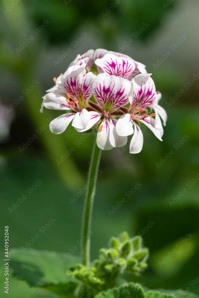 Pelargonium drummondii flower close up