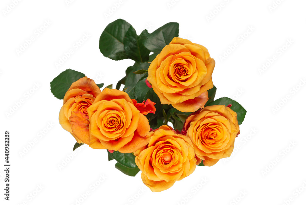 Orange rose isolated on a white background. Orange rose isolated on a white background.