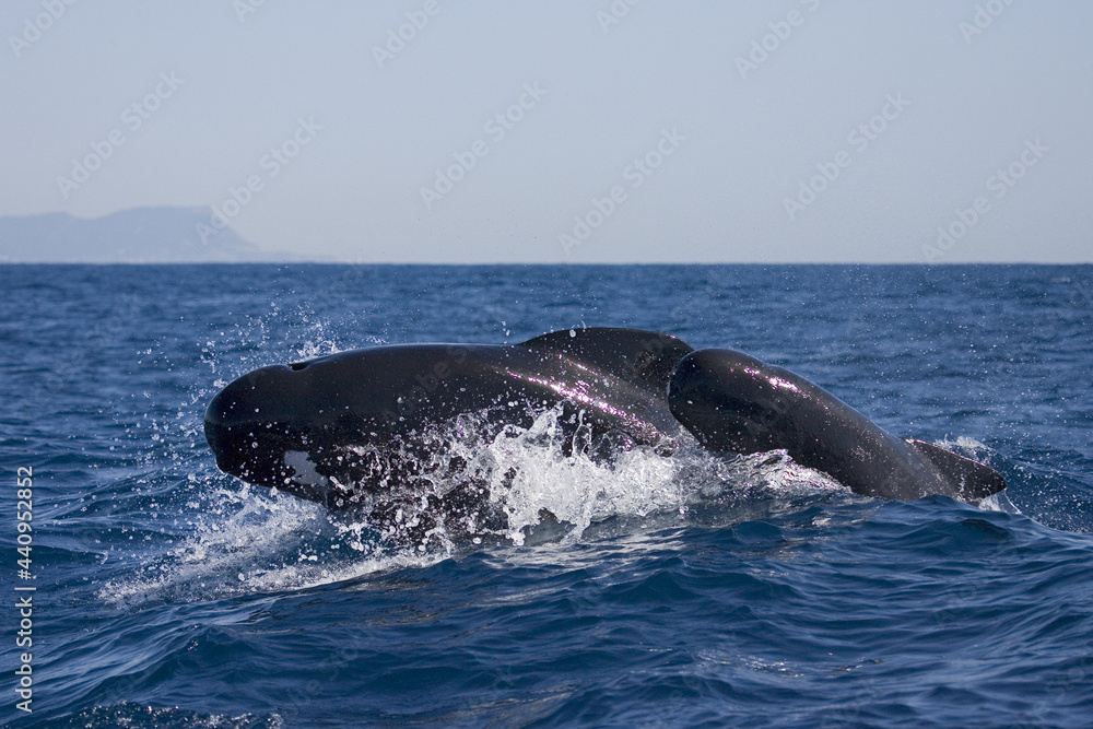Obraz premium Griend, Long-finned Pilot Whale, Globicephala melas