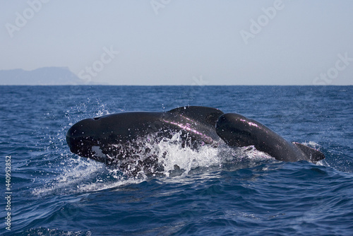 Griend, Long-finned Pilot Whale, Globicephala melas