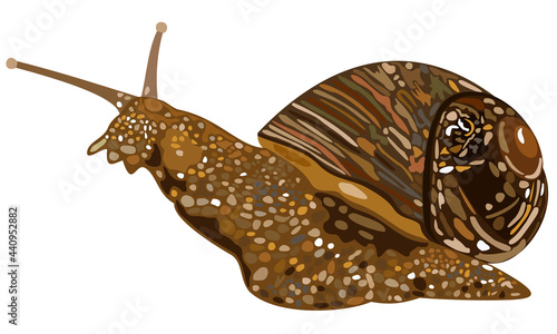 Vector isolated illustration of big brown snail.
