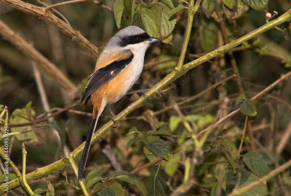 Obraz premium Langstaartklauwier, Long-tailed Shrike, Lanius schach