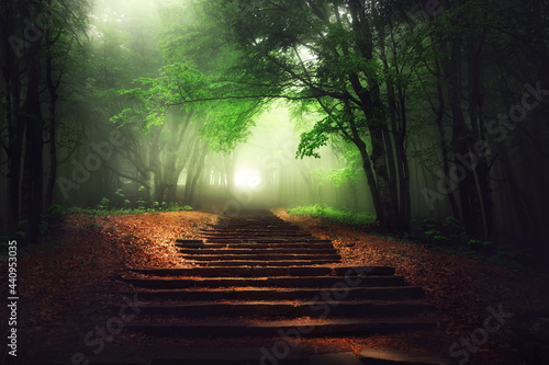 Beautiful mystical forest. Magic tree in the sunny foggy view. Scenery with stair path in dreamy foggy fairy tale forest.