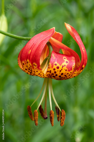 Turk's cap lily flower close up