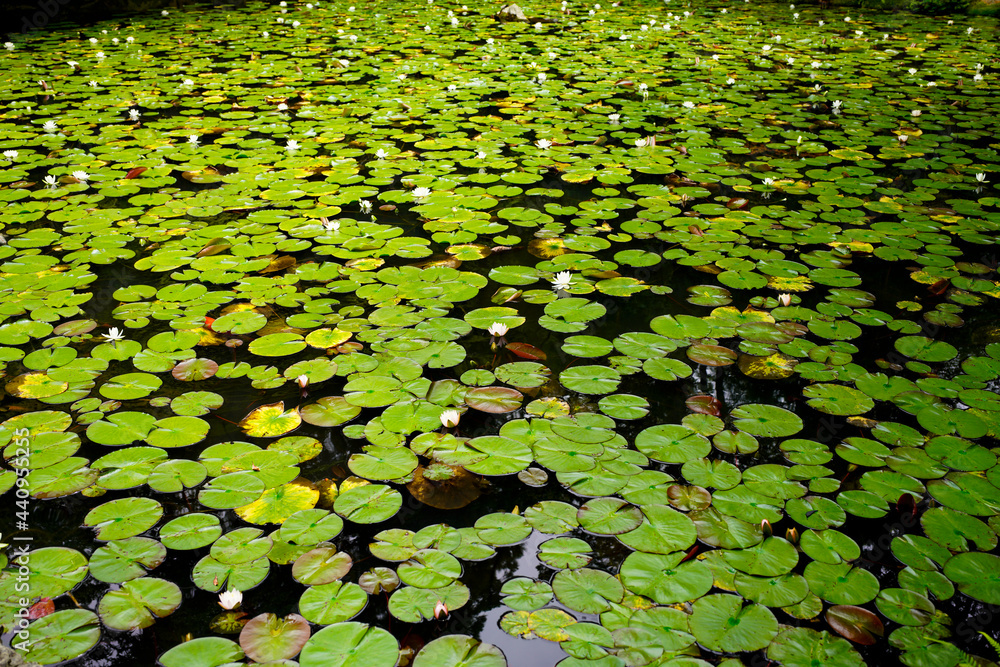 Tenjuan Temple in Kyoto. Tenjuan Temple in Kyoto.